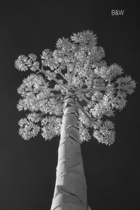 Austin photographer, infrared photography, century plant, black and white tree photo