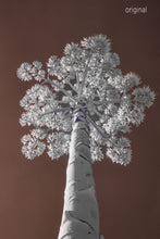 Austin photographer, infrared photography, century plant, brown and white tree photo