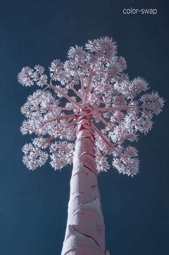 Austin photographer, infrared photography, century plant, blue and pink tree photo