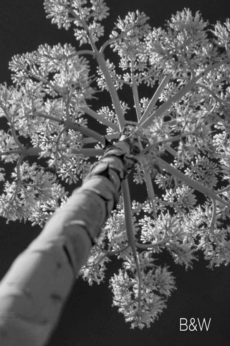 Austin photographer, infrared photography, century plant, black and white tree photo