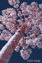 Austin photographer, infrared photography, century plant, blue and pink tree photo