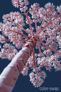 Austin photographer, infrared photography, century plant, blue and pink tree photo