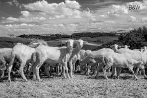 Tuscan wild sheep photo, infrared photography, Austin photographer, black and white livestock photo