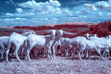 Tuscan wild sheep photo, infrared photography, Austin photographer, livestock photo