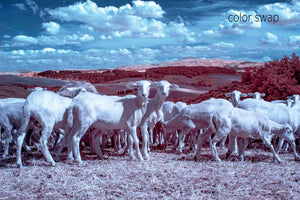 Tuscan wild sheep photo, infrared photography, Austin photographer, livestock photo