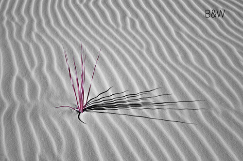 White Sands New Mexico wild plant photo, desert pink plant, infrared photography, Austin photographer, black and pink and white desert photo