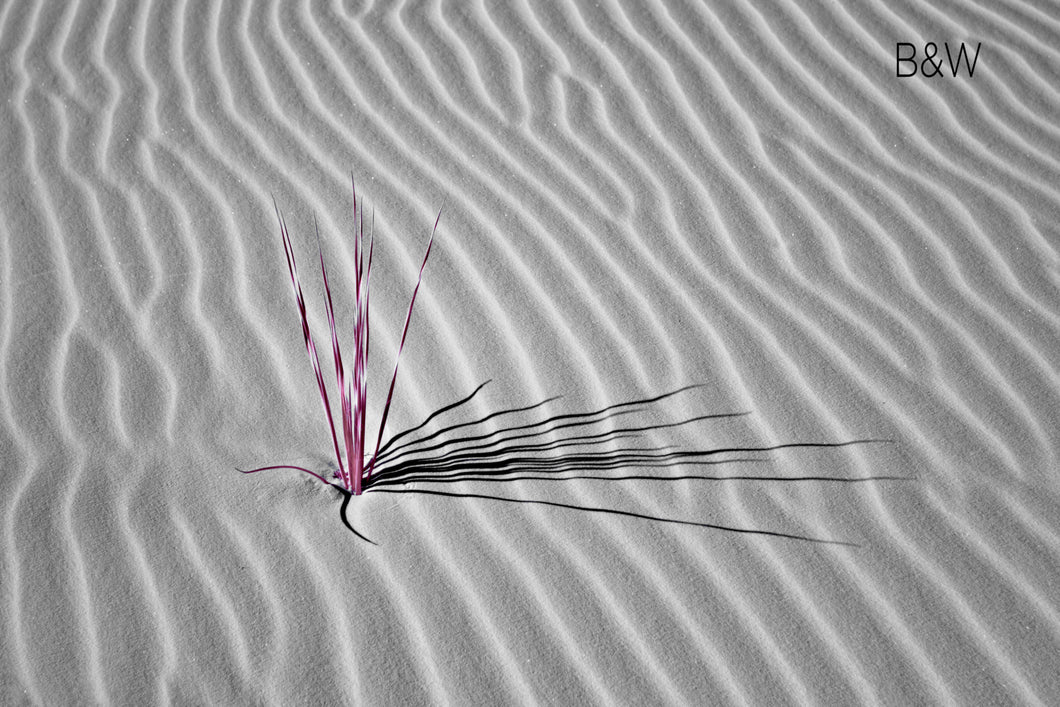 White Sands New Mexico wild plant photo, desert pink plant, infrared photography, Austin photographer, black and pink and white desert photo