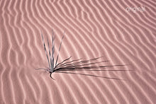 White Sands New Mexico wild plant photo, desert pink plant, infrared photography, Austin photographer, black and orange and white desert photo