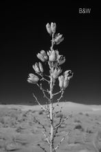 lone yucca photo, one yucca plant, budding cactus in desert, black and white infrared nature photography, Austin photographer