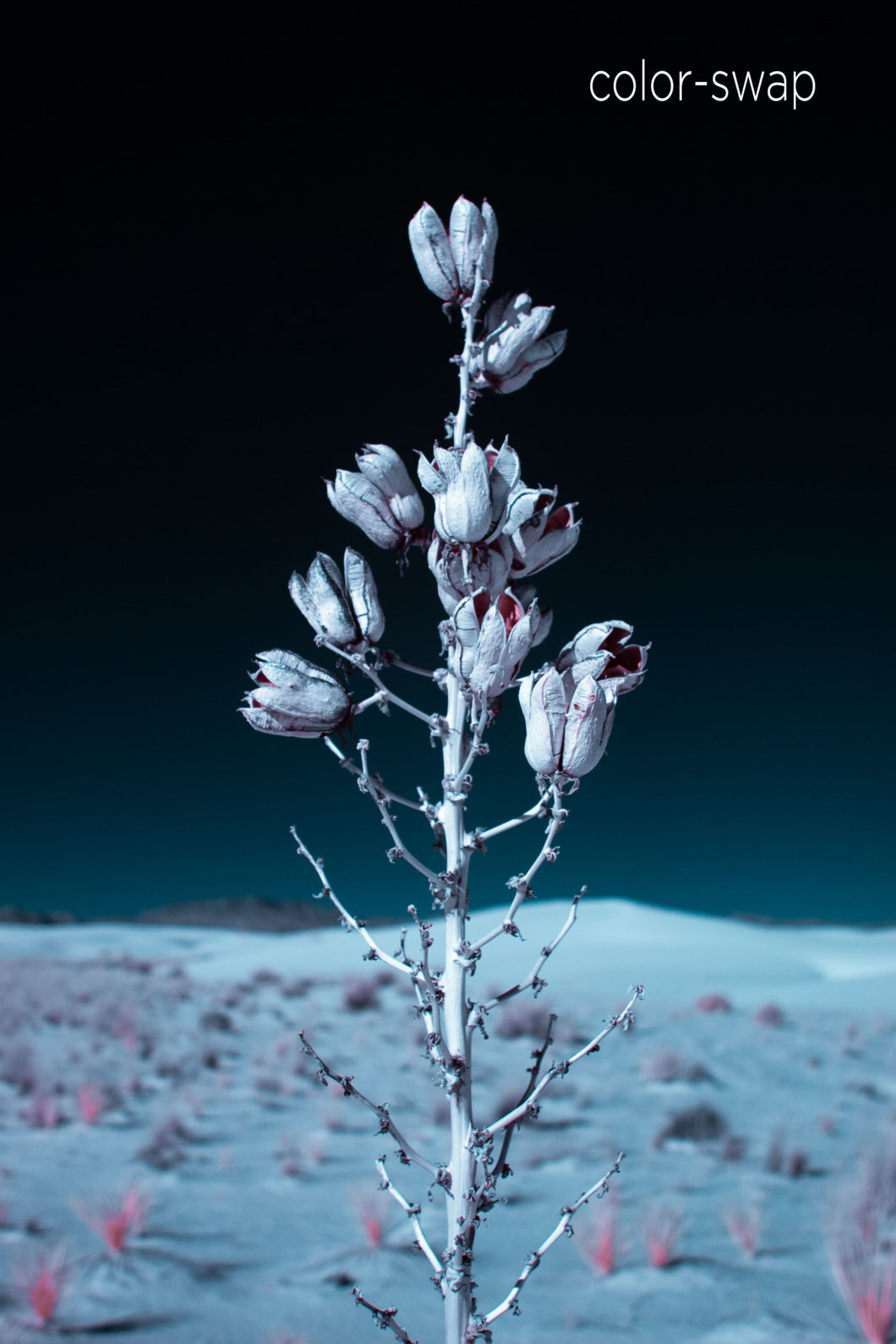 lone yucca photo, one yucca plant, budding cactus in desert, infrared nature photography, Austin photographer